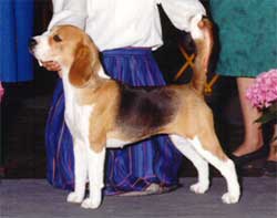 CH Buglair Belle of temateki
