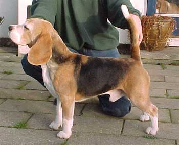 DK.Ch.Daisy Hill�s Jonglerende Joker