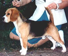 Tino