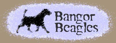 bangor beagles