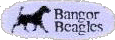 Bangor Beagles