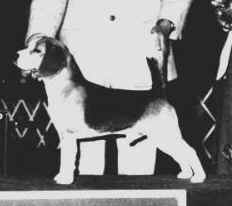 Littl�dickens