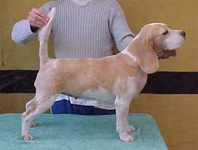 Boneca