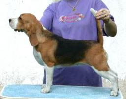 Meguinha