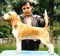 Strauss